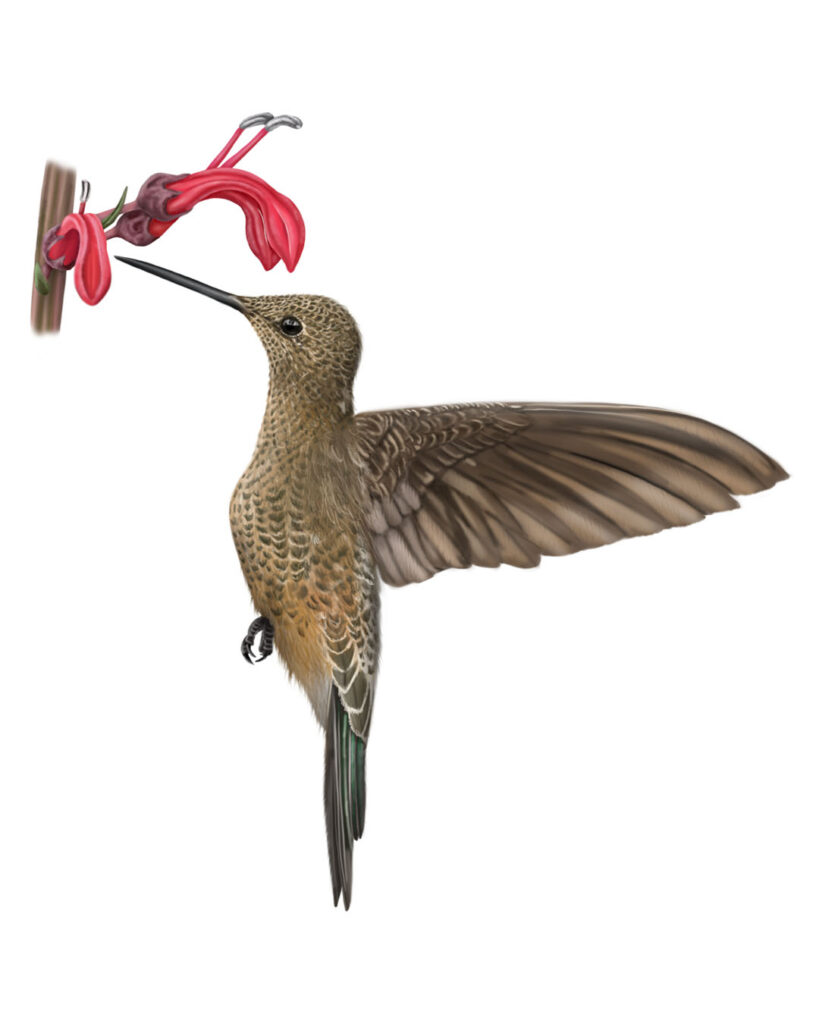 Illustration of the Giant Hummingbird (Patagona gigas) Feeding
