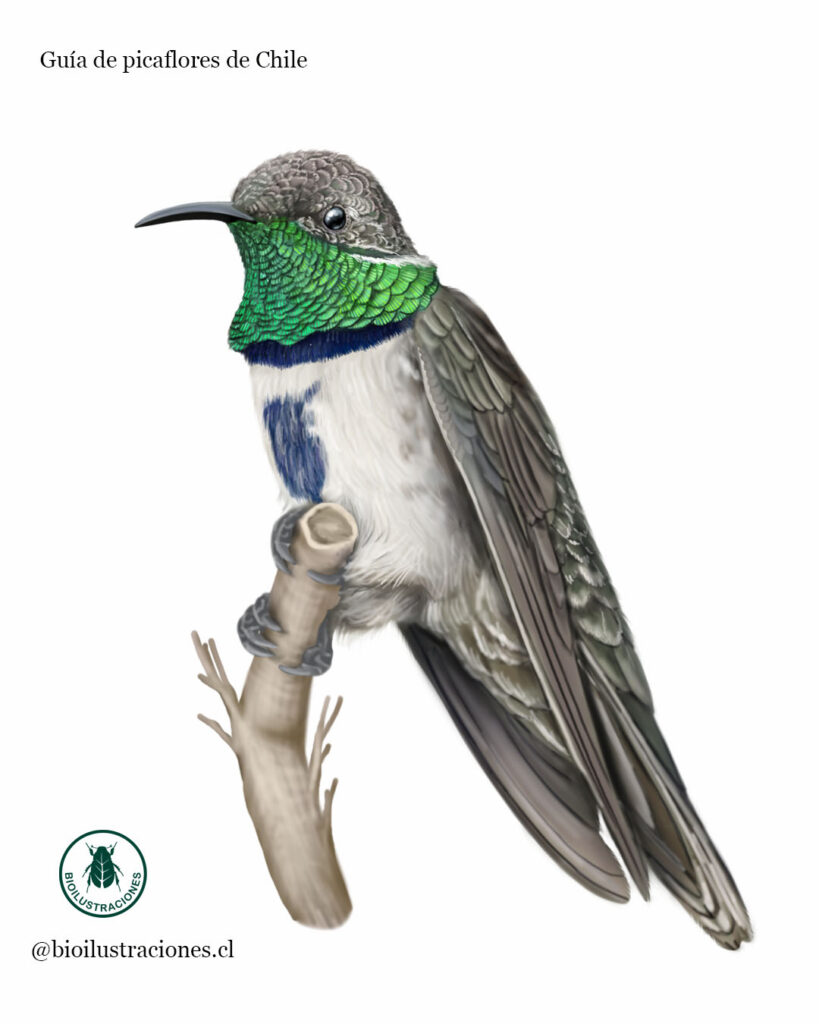 Male Andean Hillstar (Oreotrochilus leucopleurus)