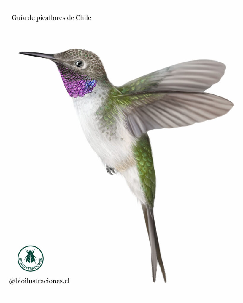 Illustration of the Arica Hummingbird (Eulidia yarrellii)