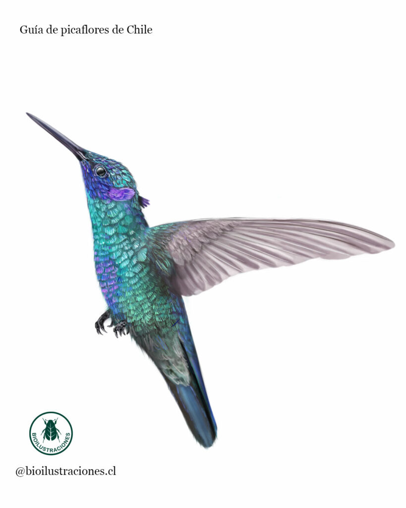 Blue Hummingbird (Colibri coruscans)