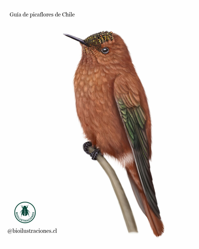 Illustration of the Juan Fernández Firecrown (Male) (Sephanoides fernandensis)