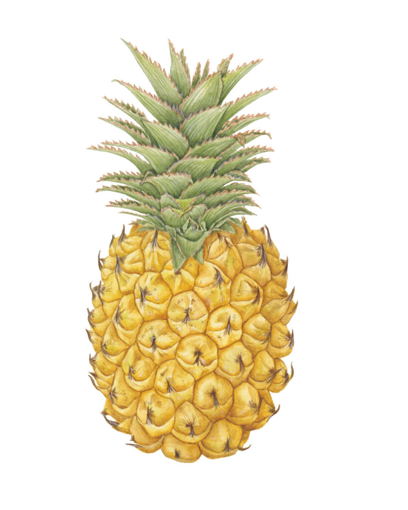 Easter Island pineapple, Rapa Nui