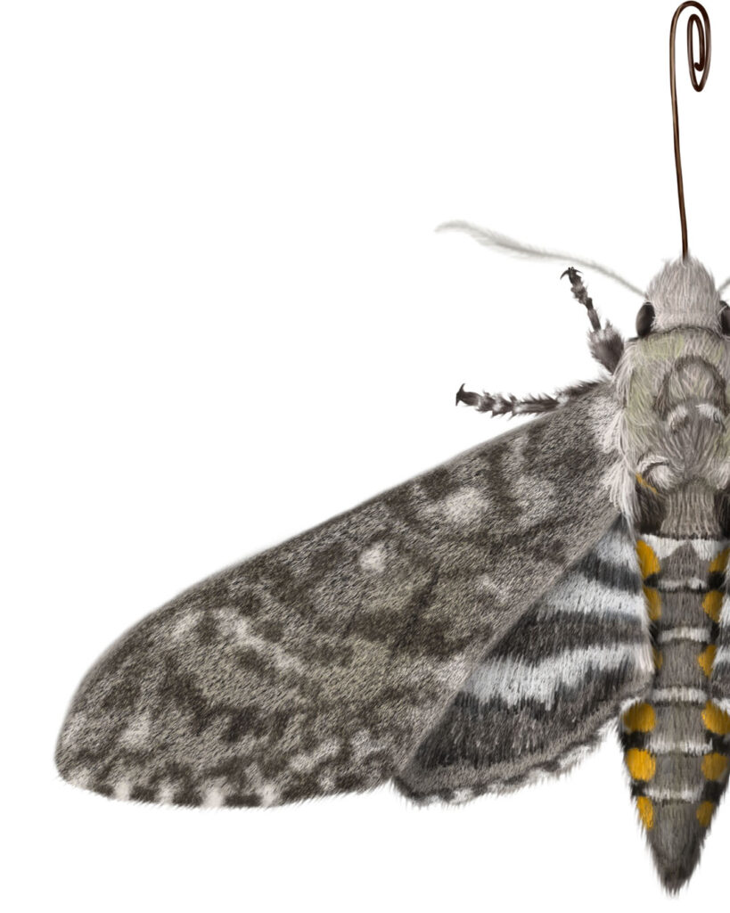Illustration of an adult Monroy moth stage.