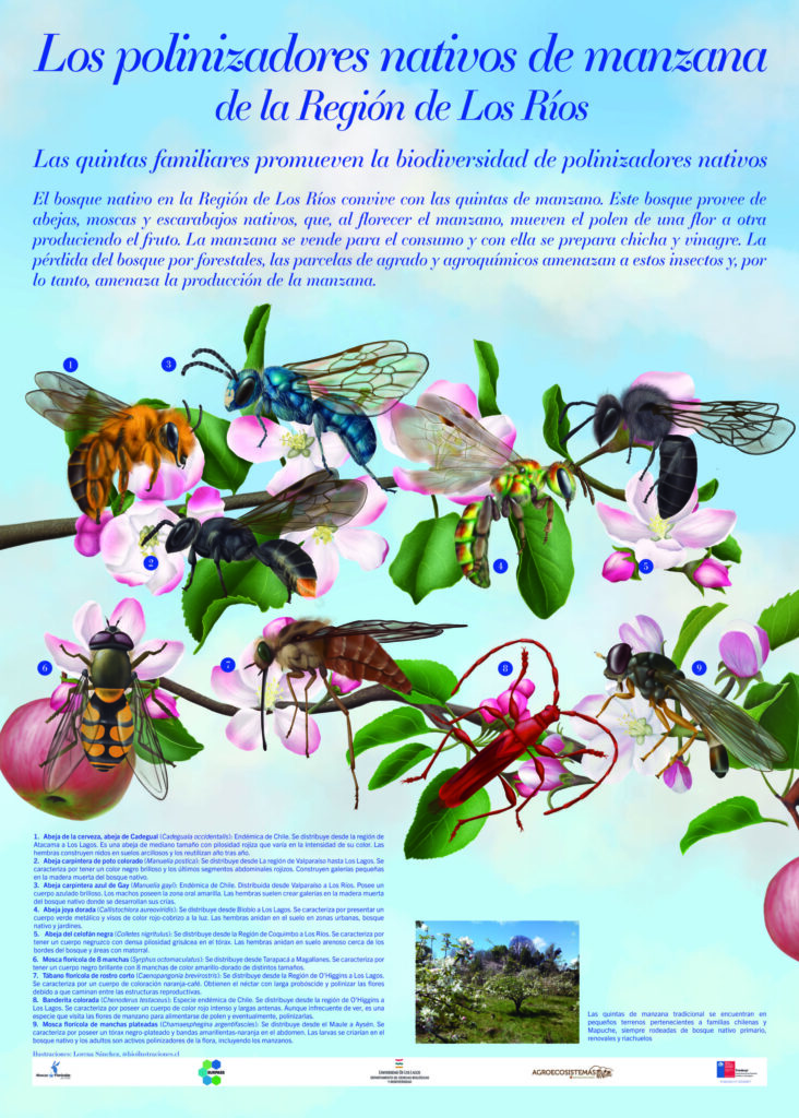 Project FONDECYT 3200817