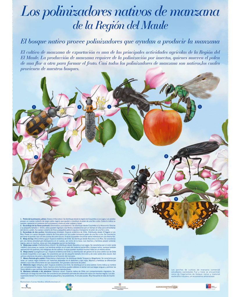 Poster of apple pollinators.