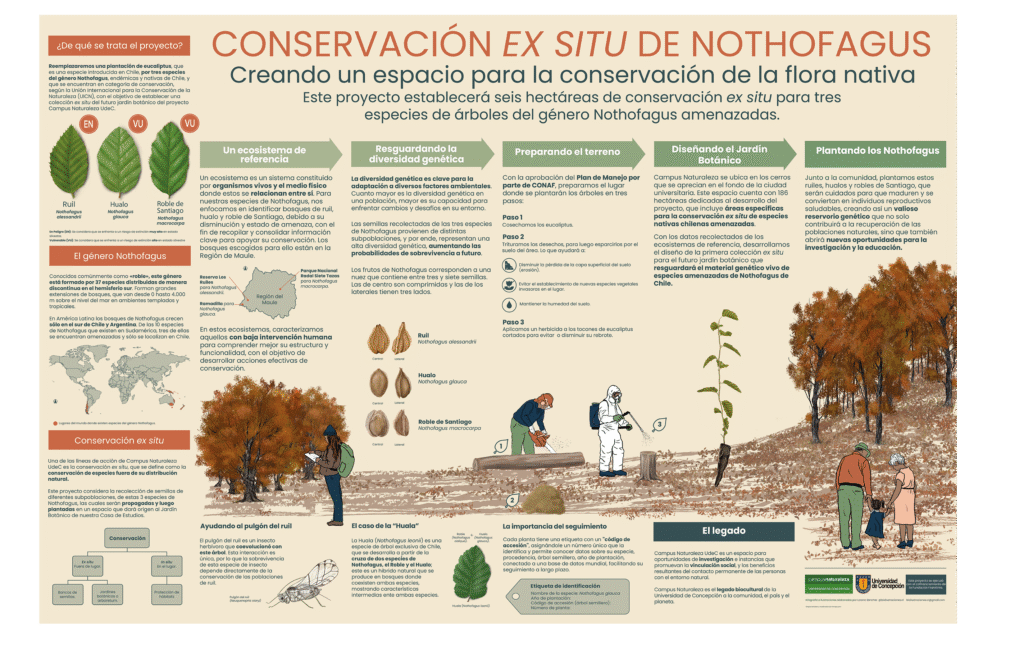 Ex situ conservation of Nothofagus: infographics
