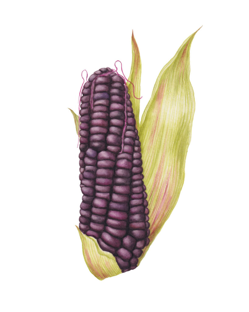 Purple corn illustration, Zea mays