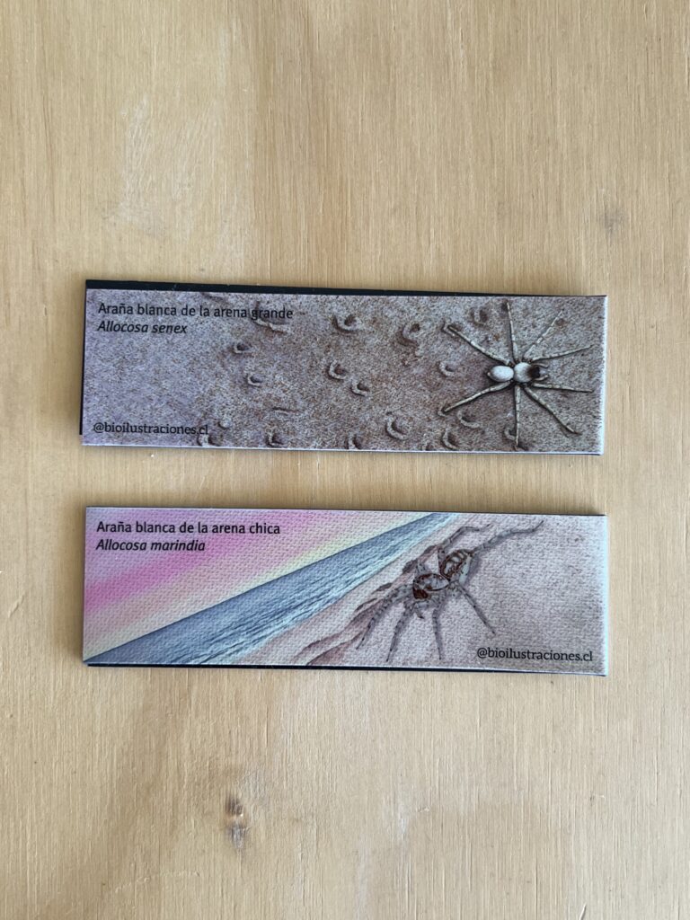 Bookmarks featuring Allocosa senex and Allocosa marindia