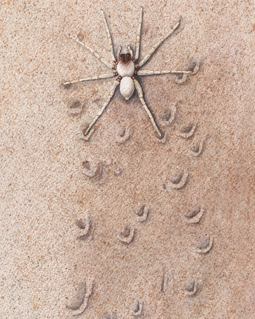 Uruguayan wolf spider on sand — fish and arthropod illustrations