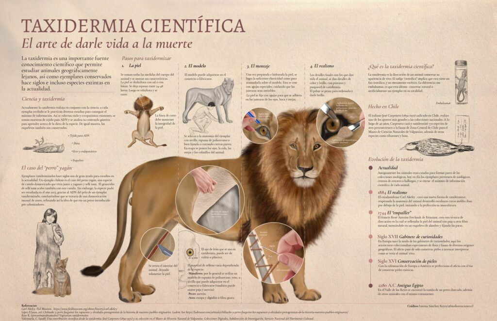 Scientific Taxidermy – Infographics