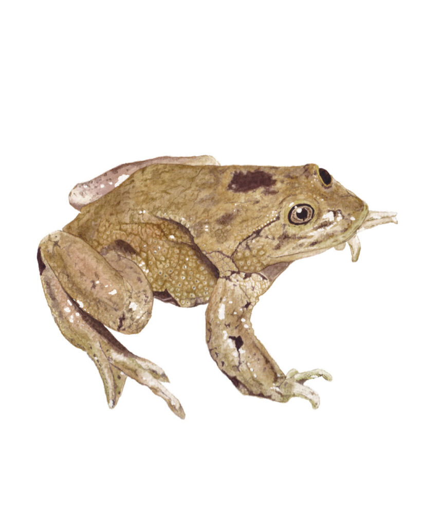 Loa frog illustration