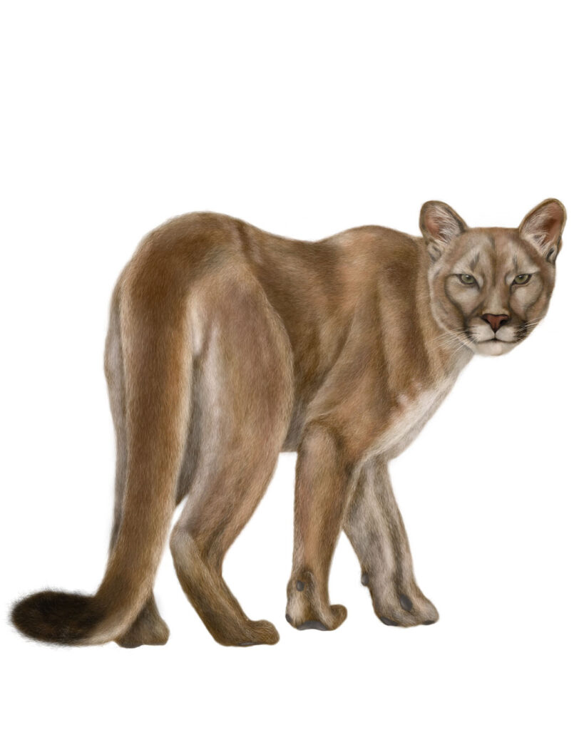 Illustration of Puma concolor
