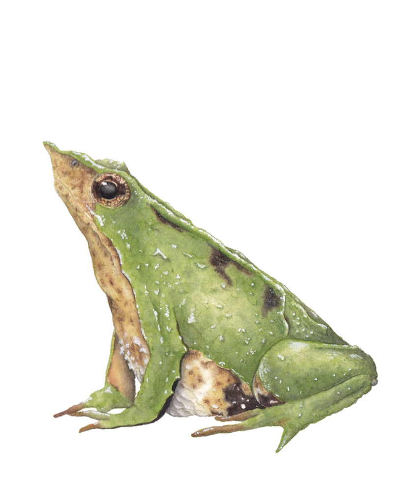 Endemic amphibian from Chile and Argentina — green toad