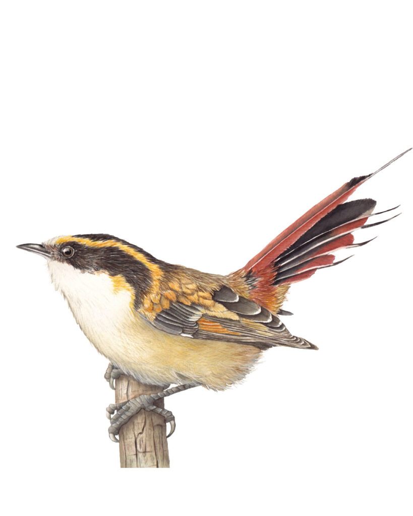 Thorn-tailed Rayadito (Aphrastura spinicauda) — Bird and Mammal Illustrations