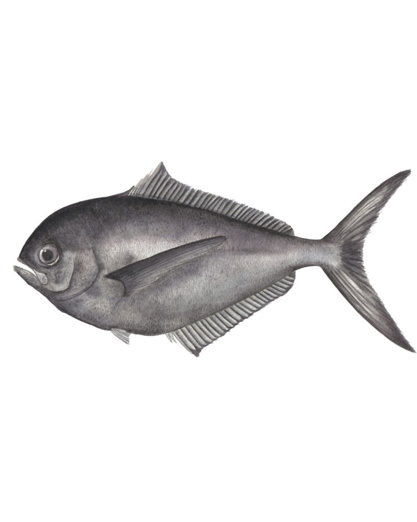 Analog watercolor illustration of a Chilean pomfret — fish illustration