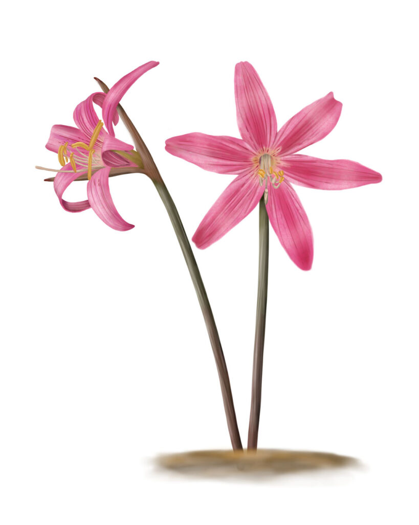 Illustration of Rhodolirium montanum (Andean añañuca) – Botanical illustrations