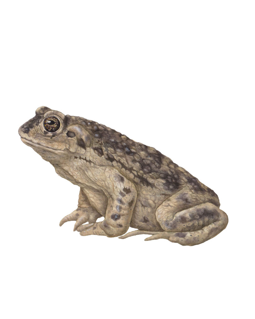 Rulo toad illustration — amphibian illustrations
