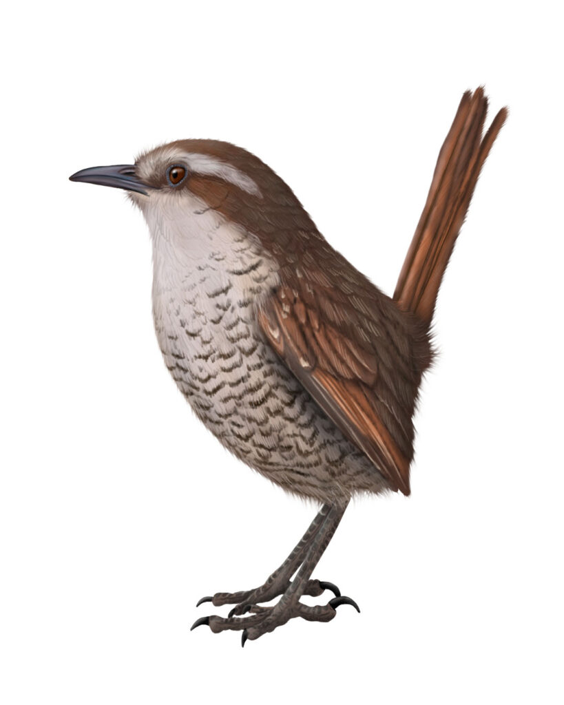 Pale-bellied tapaculo illustration