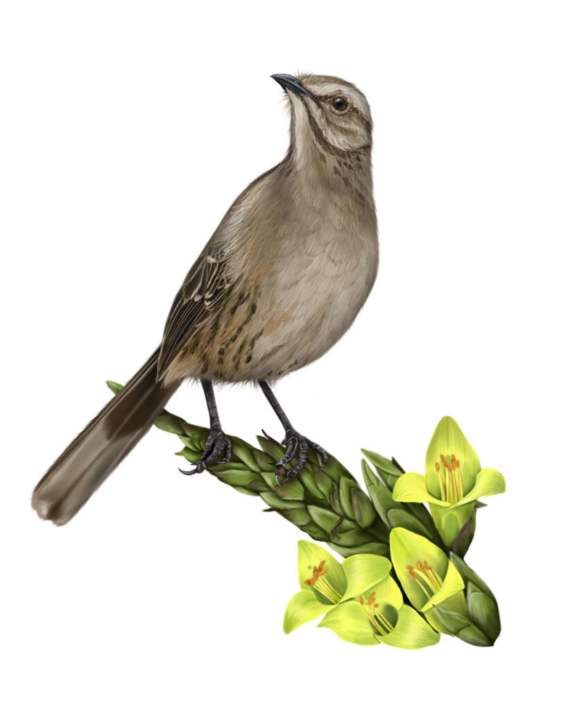 Illustration of the Chilean Mockingbird in Chagual — Bird and Mammal Illustrations
