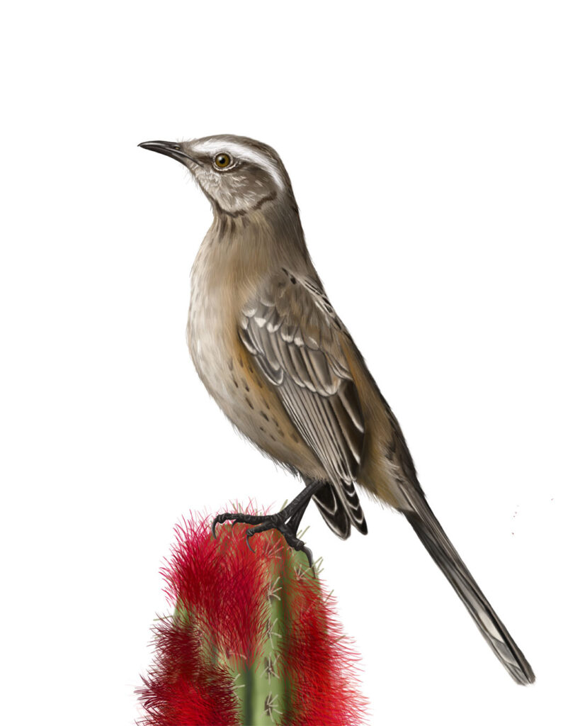 Chilean Mockingbird (Mimus thenca) and Quisco with Matchstick