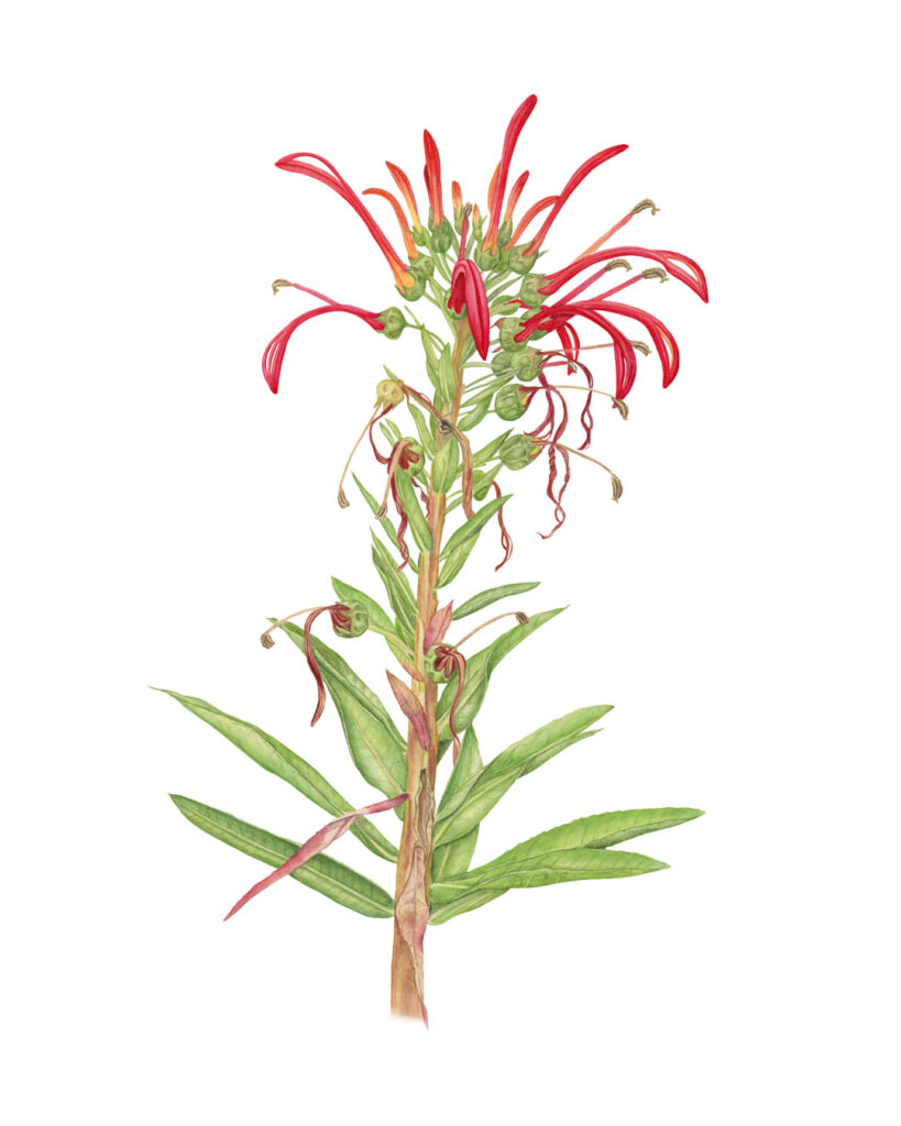 Devil’s tobacco (Lobelia tupa)