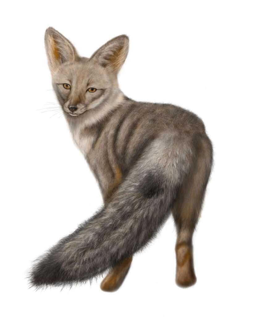 Illustration of the Chilla Fox (Lycalopex griseus)