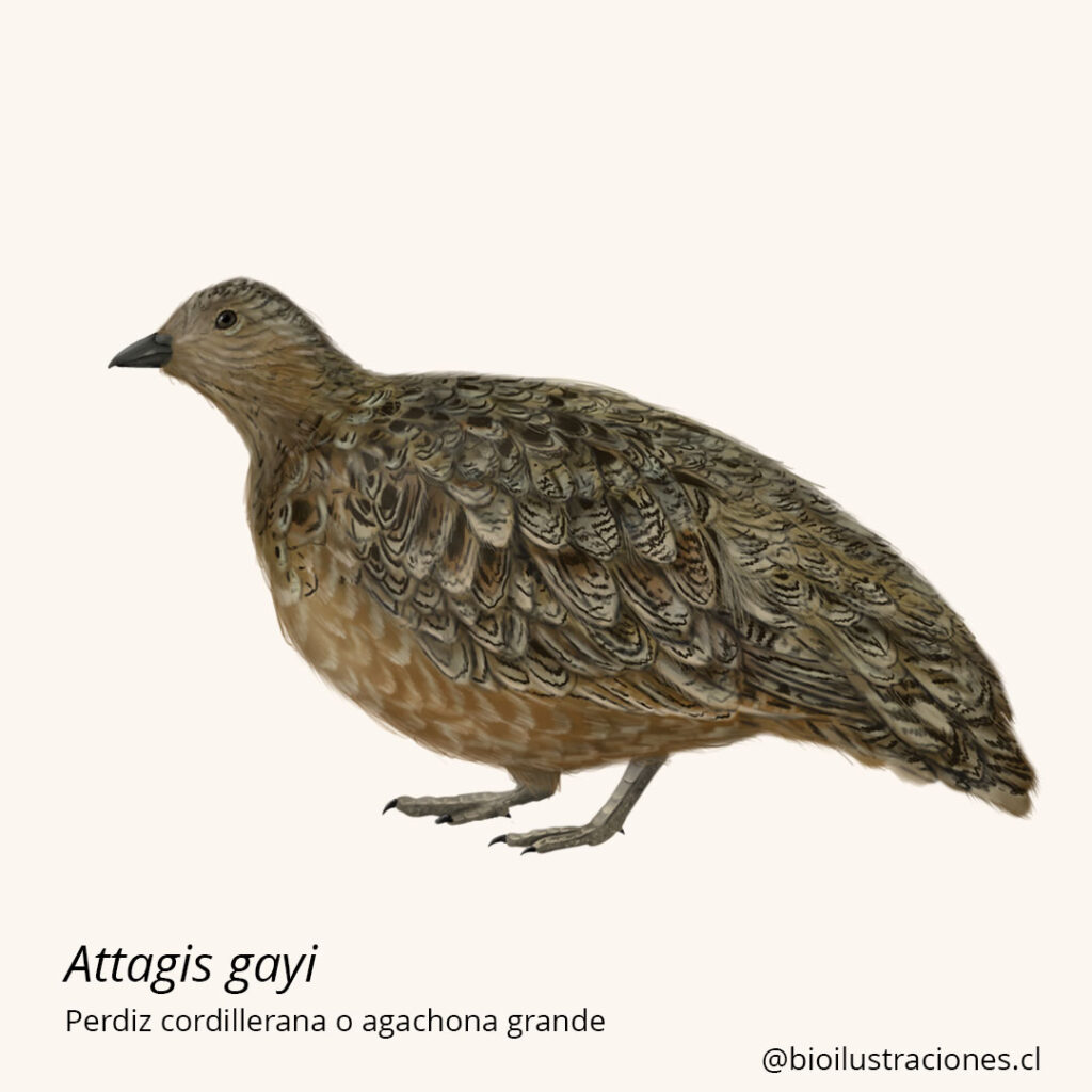 Andean Seedsnipe (Attagis gayi)