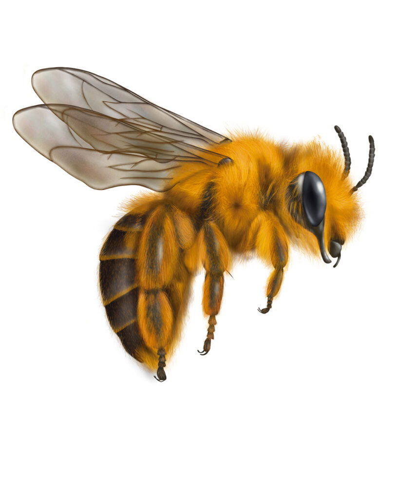 bee bio illustration
