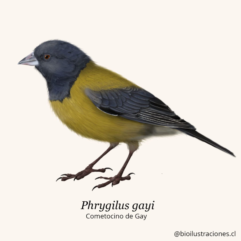 grey-hooded sierra finch (Phrygilus gayi)