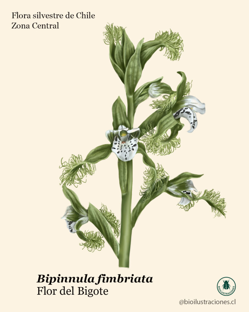 Illustration of Bipinnula fimbriata (Bigote flower)