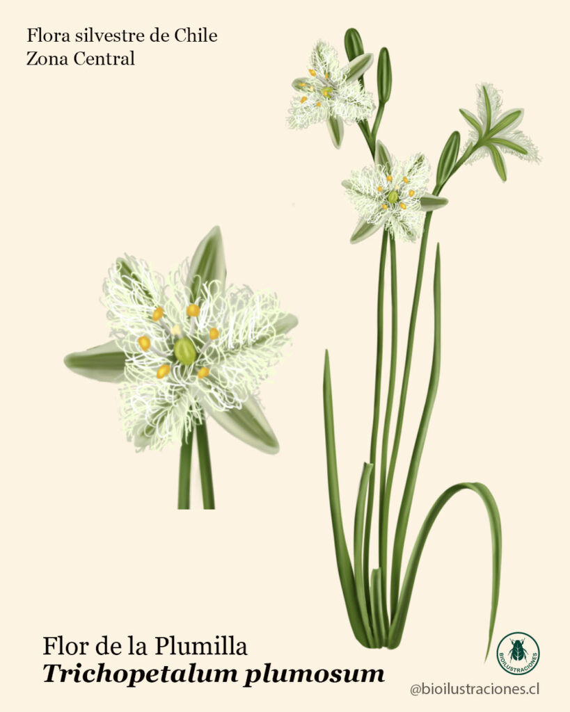 Plumilla flower, Trichopetalum plumosum