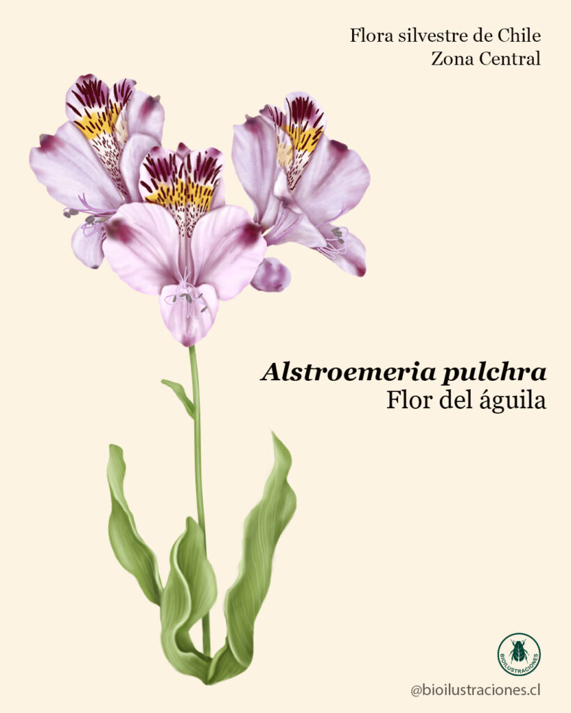 Bio-illustration of Alstroemeria pulchra (Eagle flower)