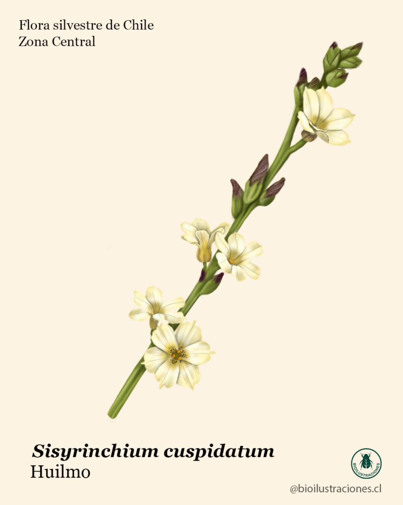 Huilmo, Sisyrinchium cuspidatum – Digital botanical illustrations