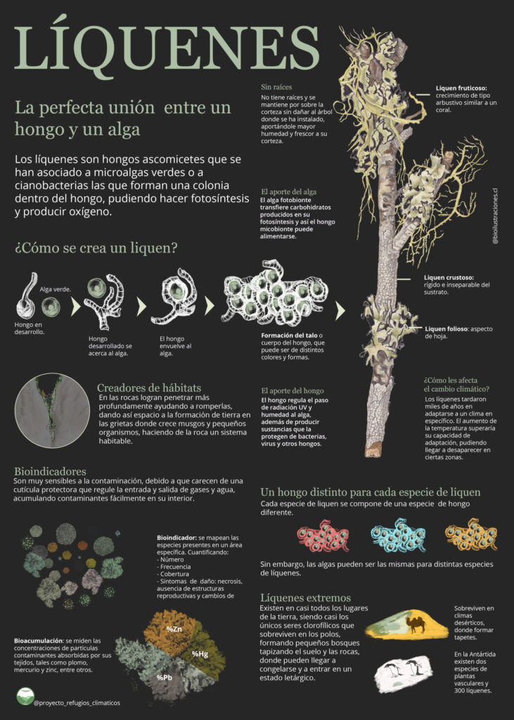 Infographics about lichens