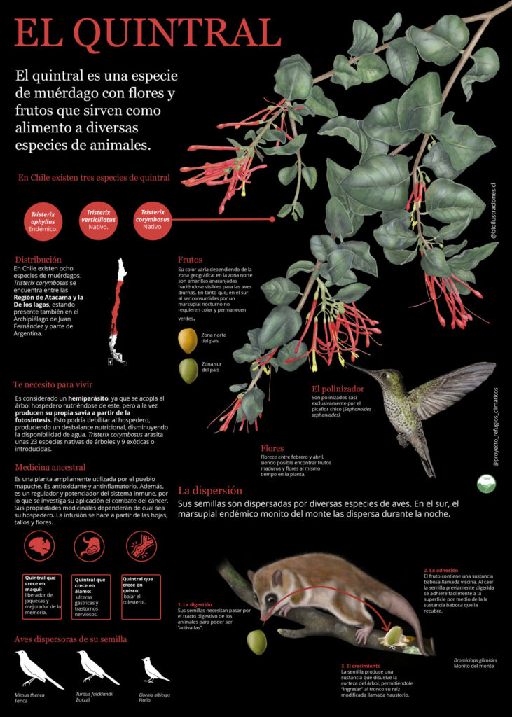 nfographic about Quintral (Tristerix corymbosus)
