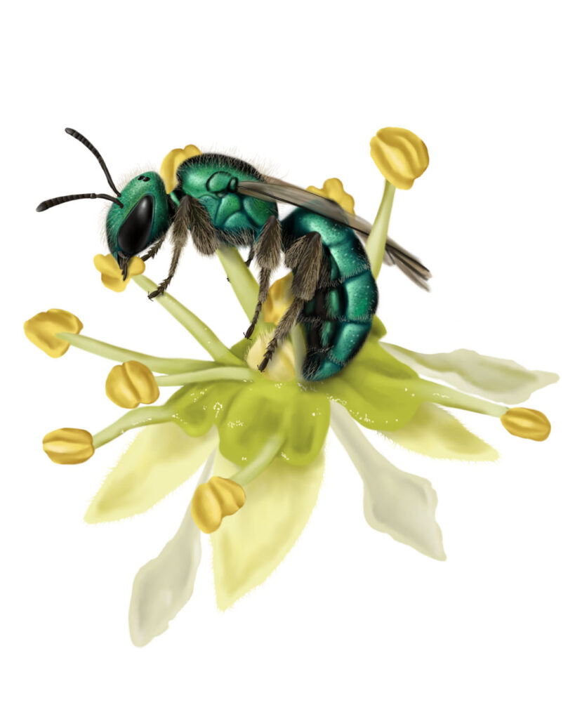 Illustration of a jewel bee