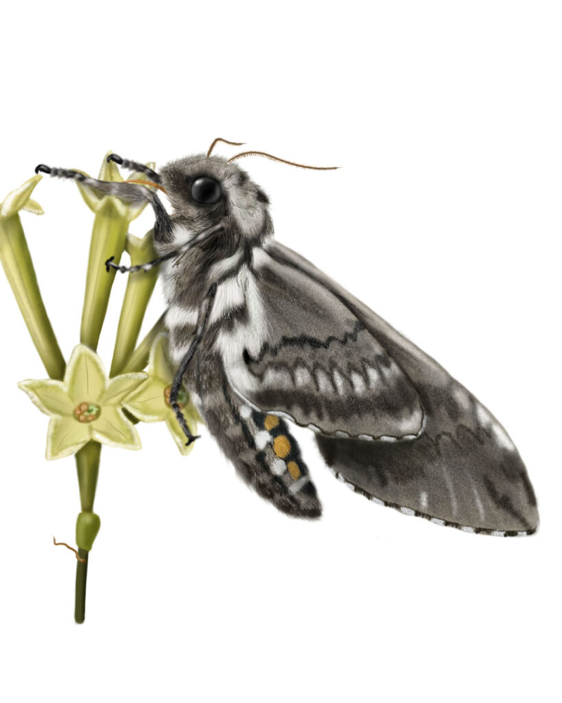 Biological illustration of a Manduca moth