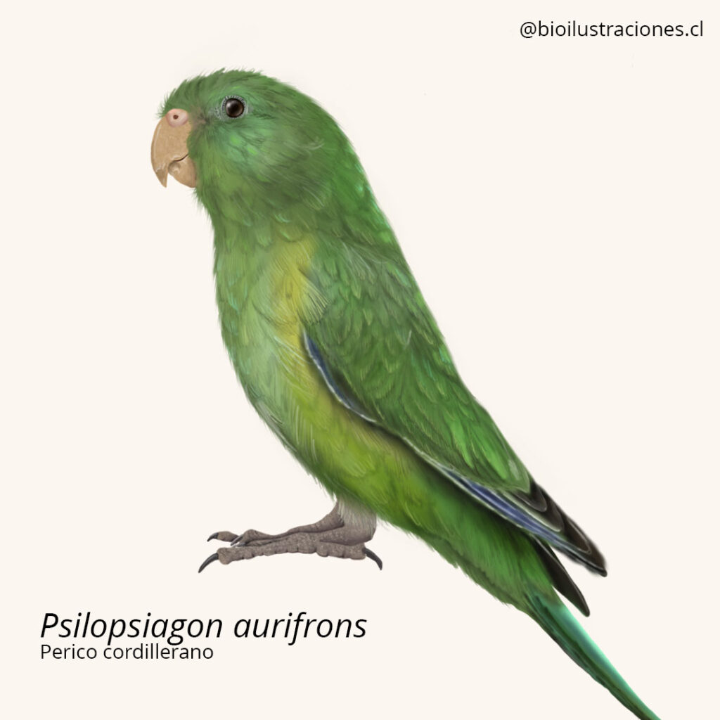 mountain parakeet (Psilopsiagon aurifrons)