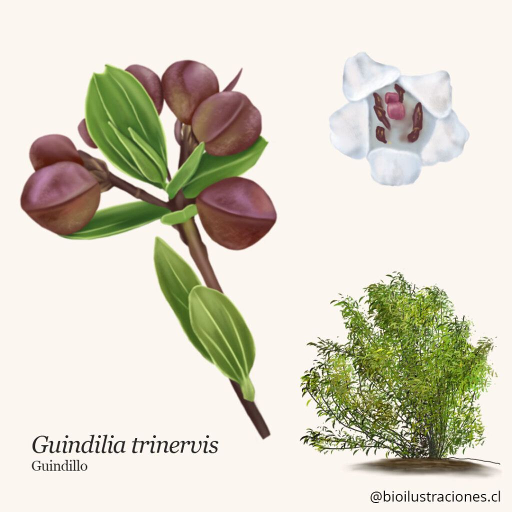 Plant with digitally rendered details of flower and fruit