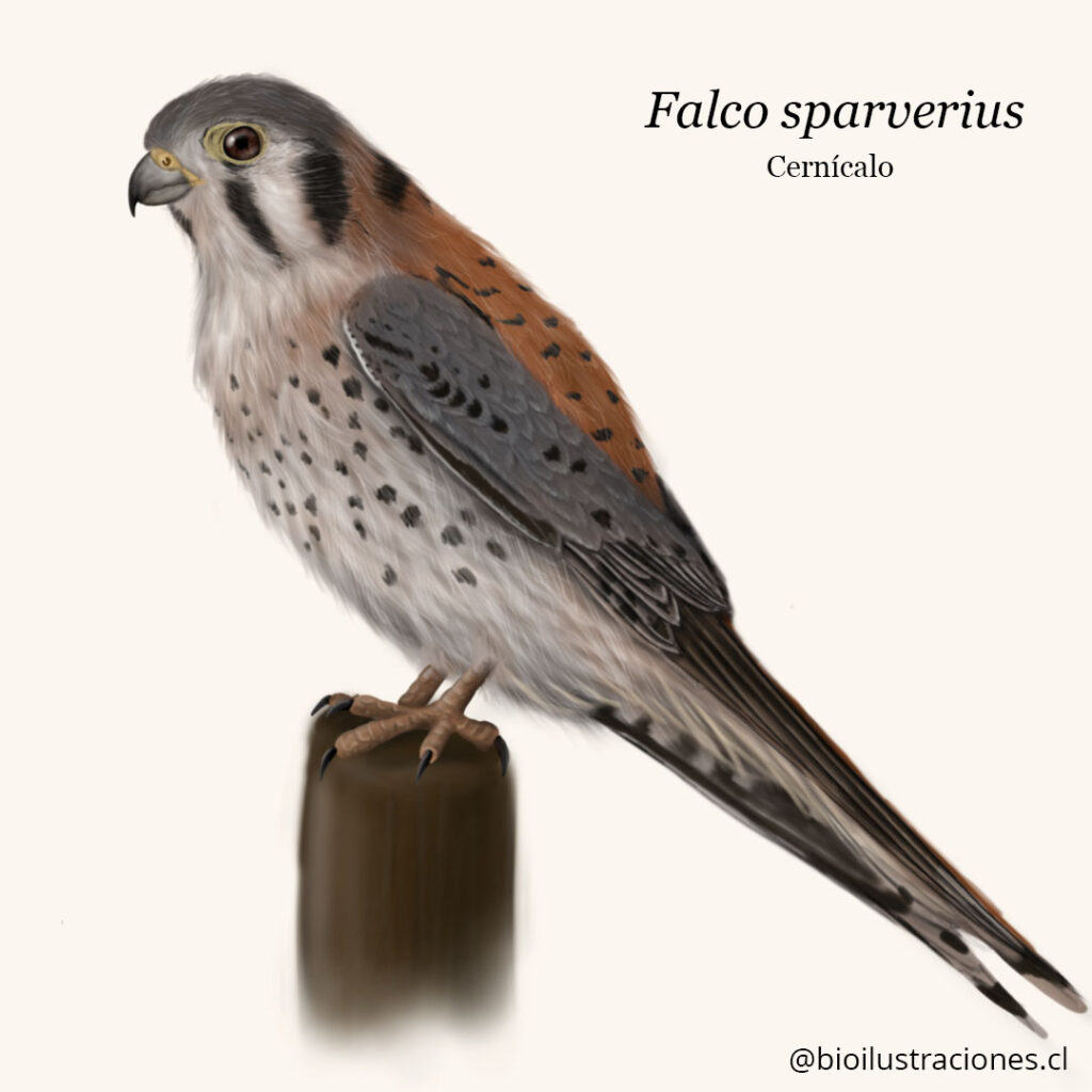 Chilean kestrel