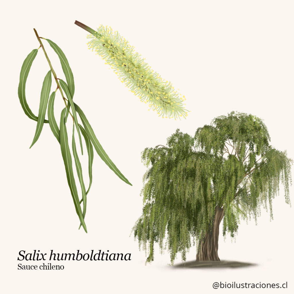 Chilean willow, Salix humboldtiana