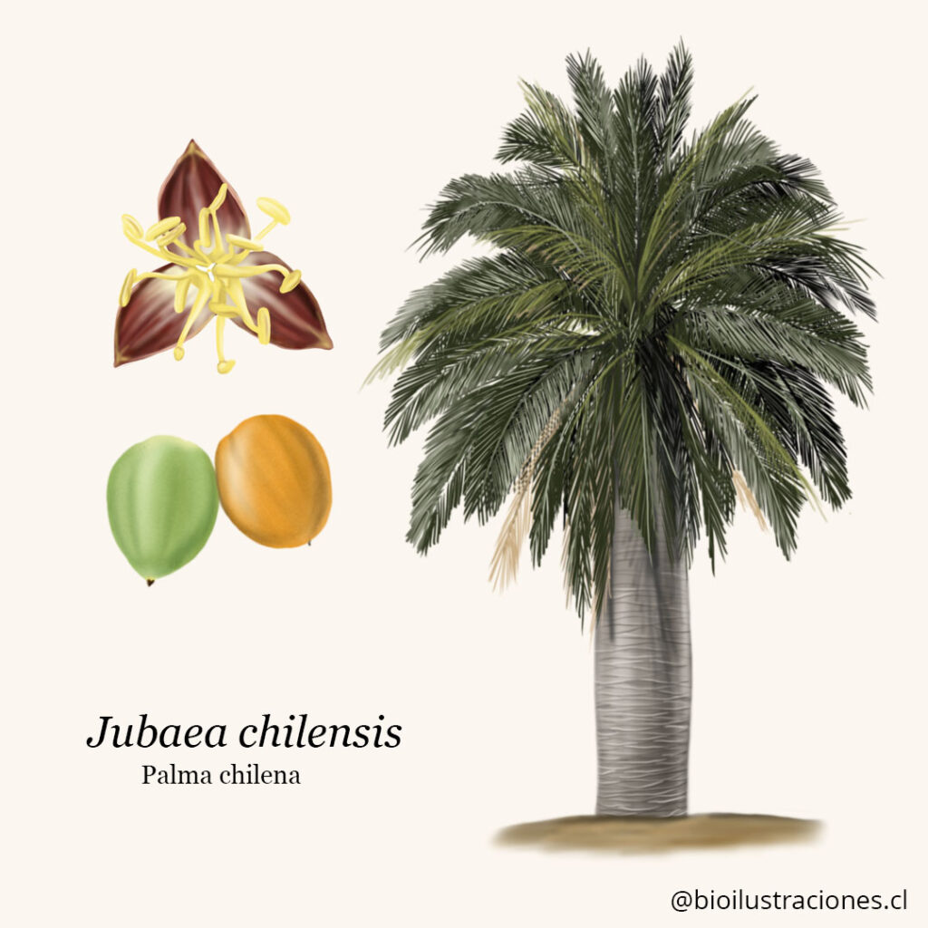 Chilean palm botanical illustration