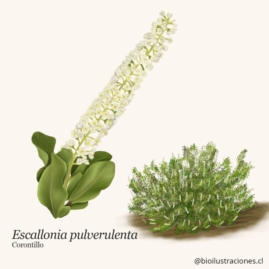 Corontillo, Escalonia pulverulenta – Botanical illustrations