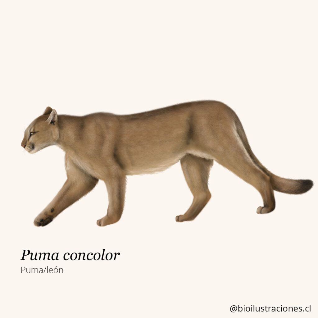 Concolor puma