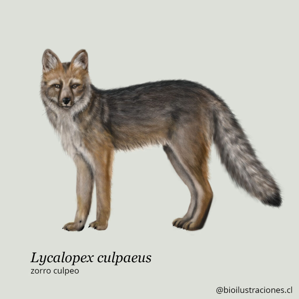 Illustration of the Culpeo Fox (Lycalopex culpaeus)