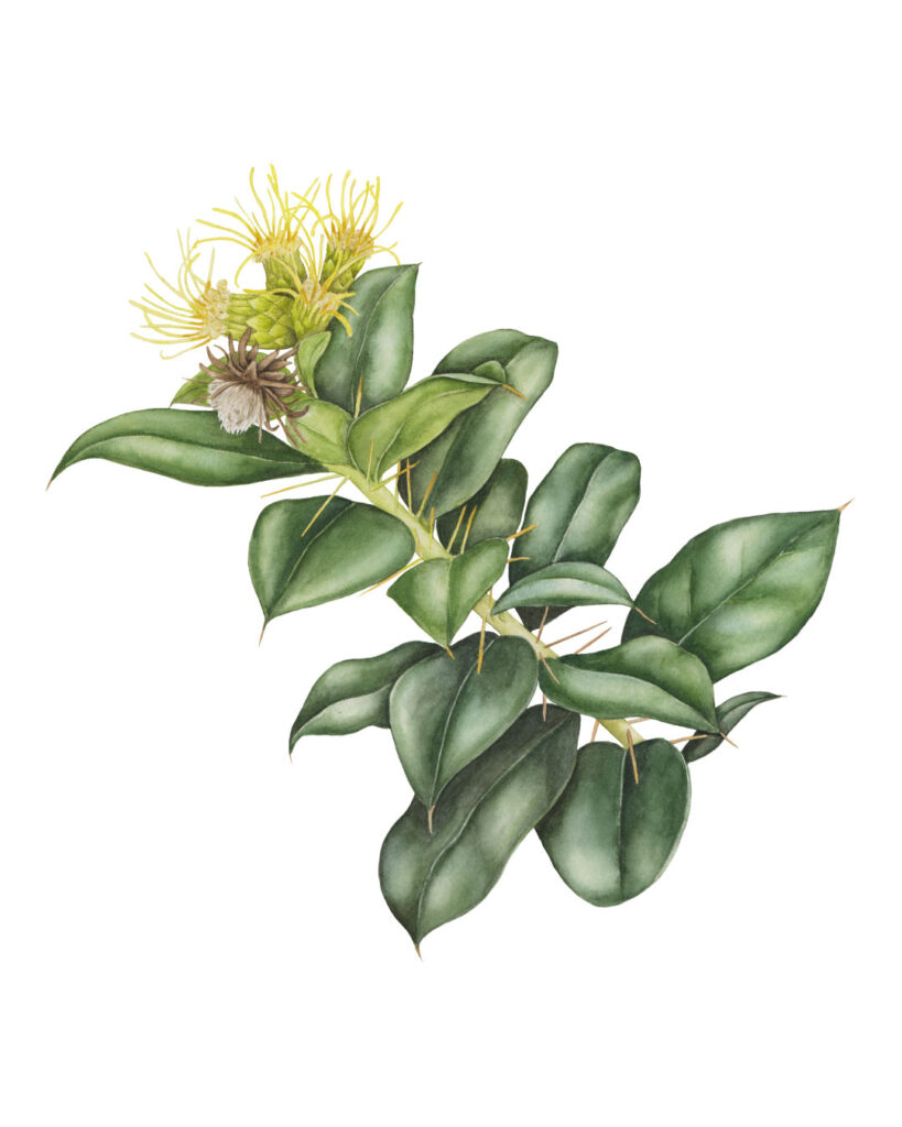 Dasyphyllum diacanthoides — botanical watercolor illustrations