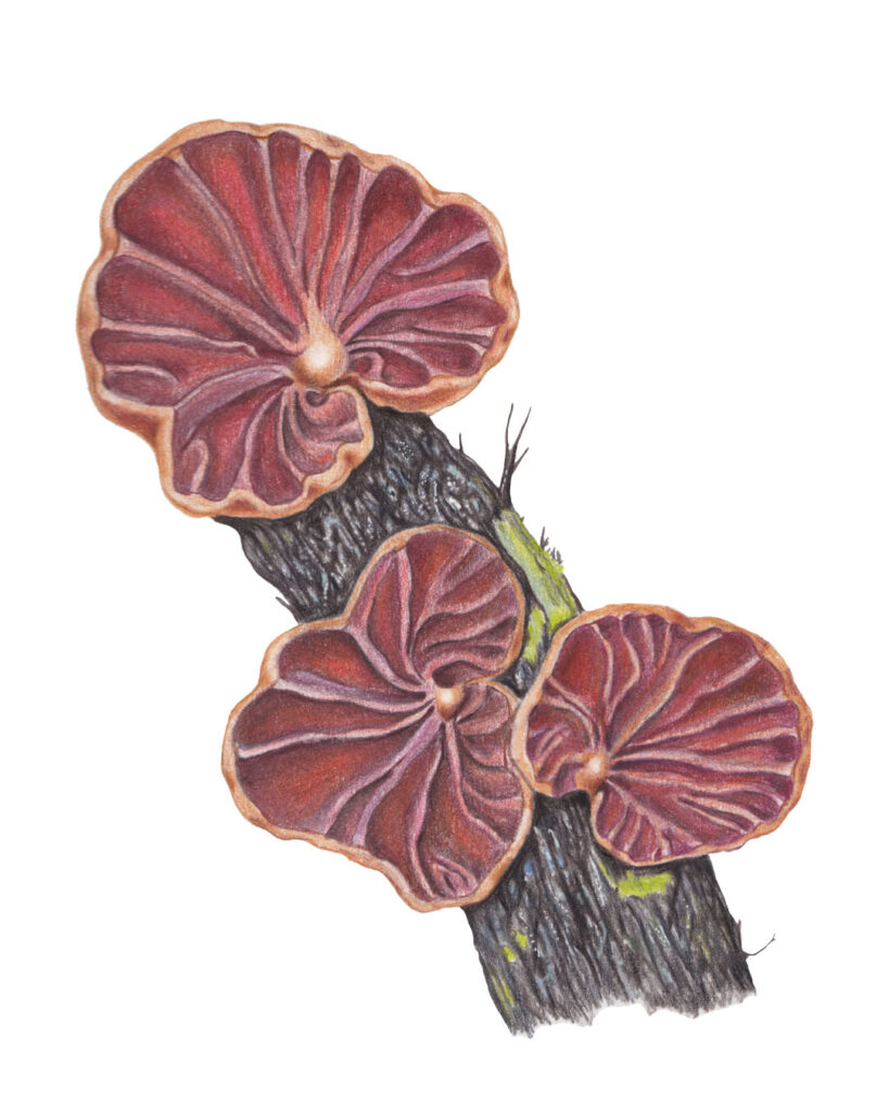 Anthracophyllum discolor illustration