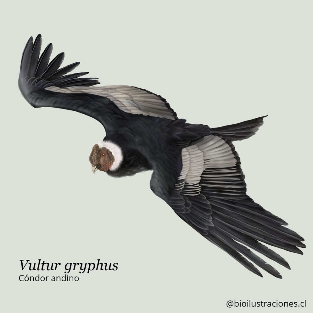 Condor